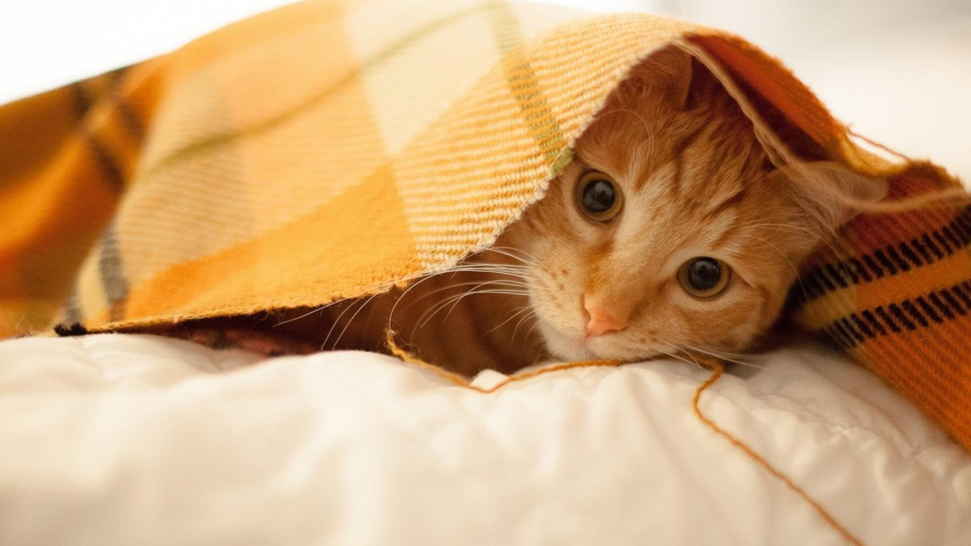 铁血鏖战,步行者硬仗破黄蜂,季后赛焦点战的战术博弈与意志胜利