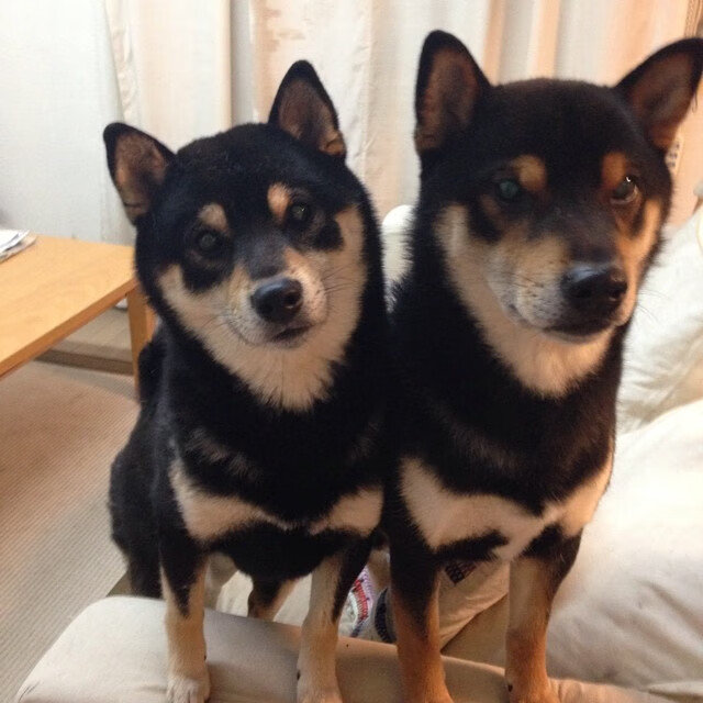 当东方广厦遇见德州独行侠，布伦森的跨文化篮球叙事